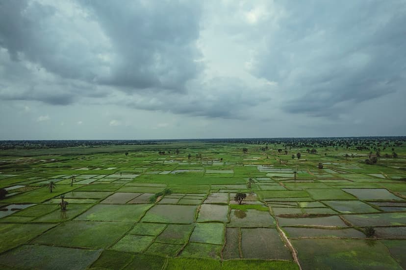 Vastes rizières verdoyantes en Afrique de l'Ouest